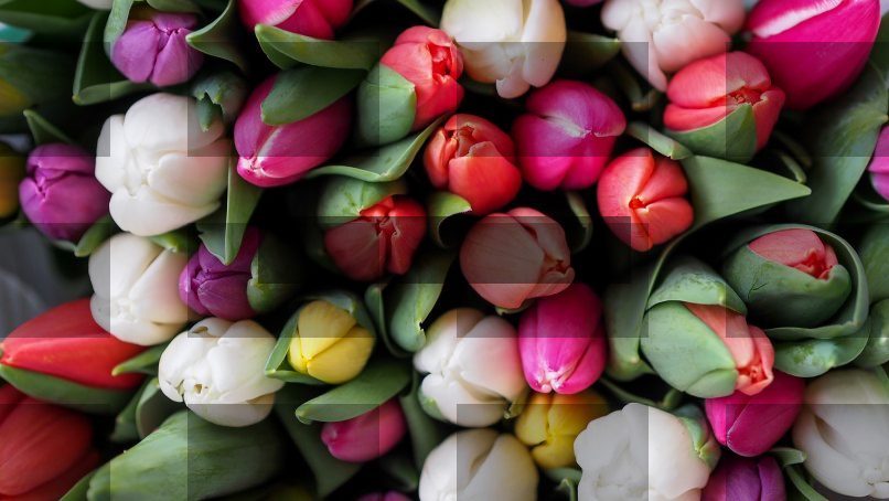 pink and white rose lot — Samsung Frame TV art