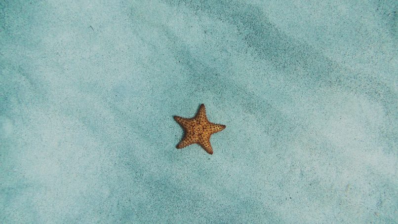 brown starfish on blue sand