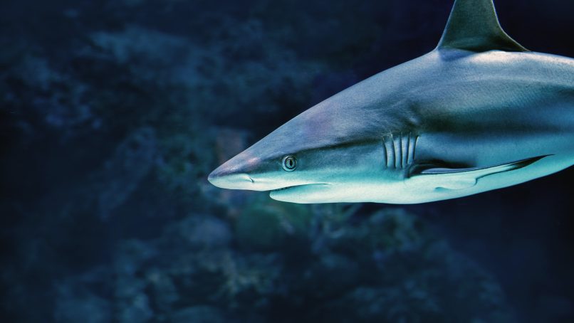 gray shark under water