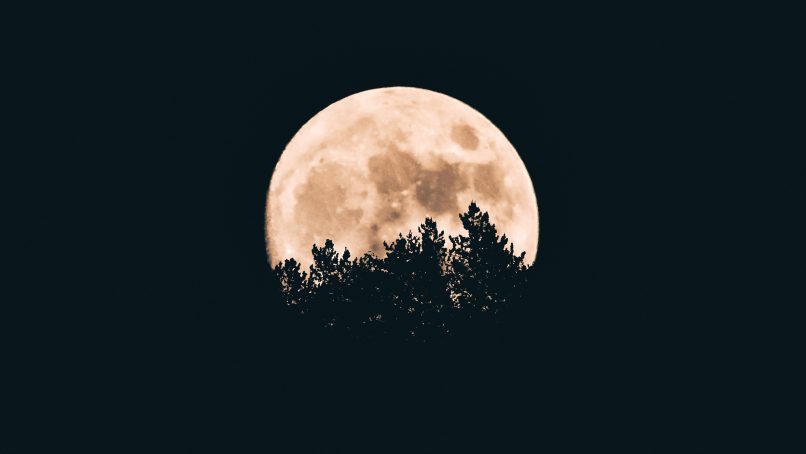 full moon behind a tree silhouettes