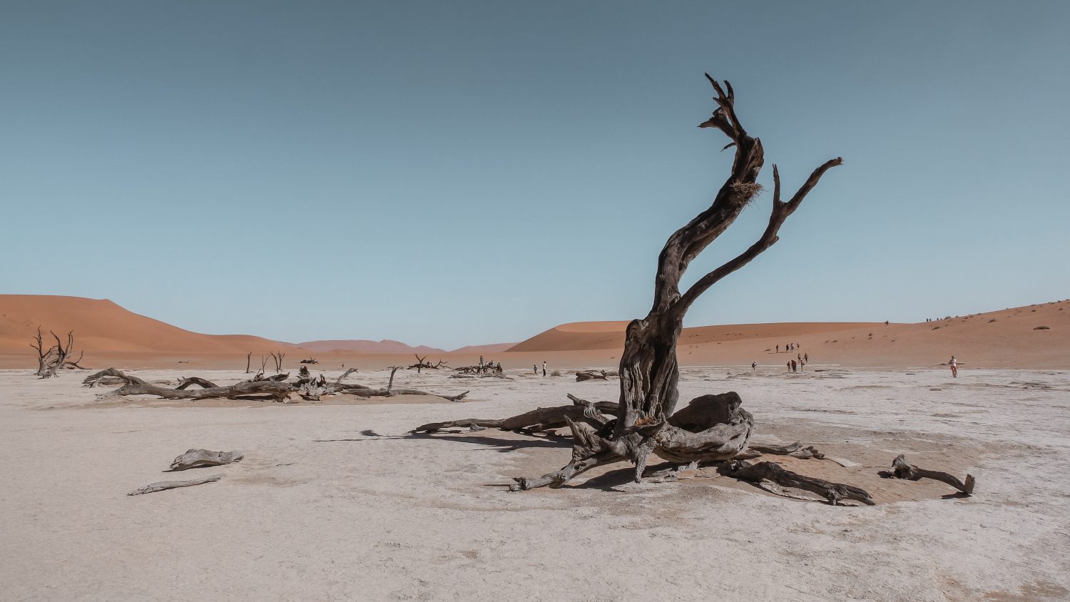 bare tree in the middle of desert