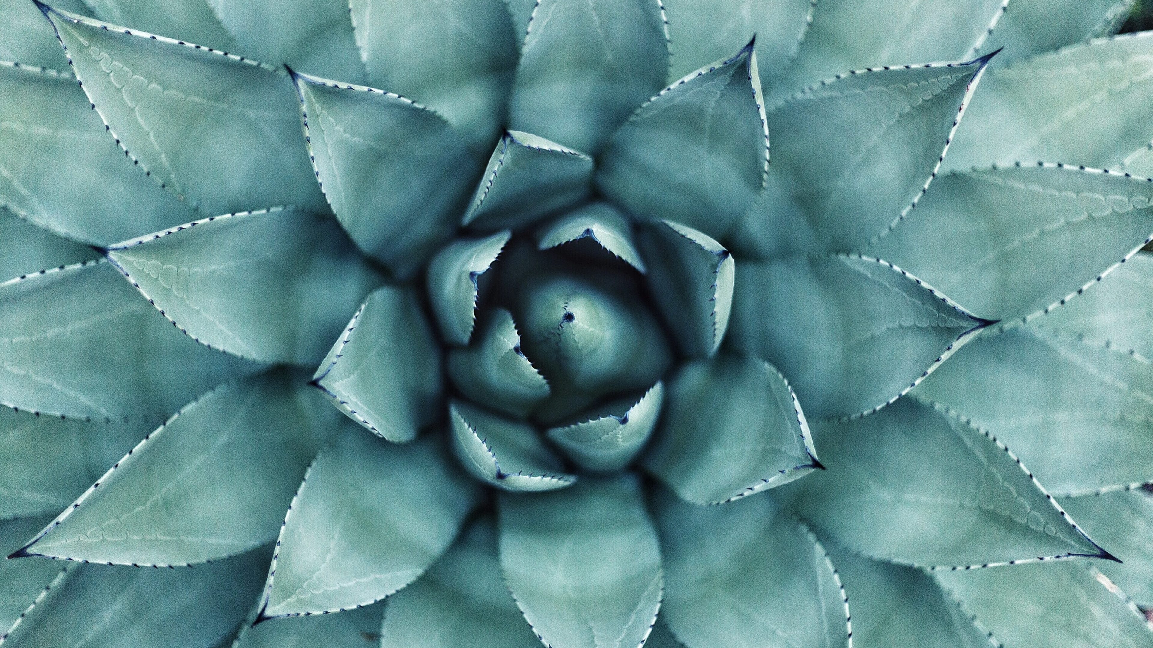 green leafed plant