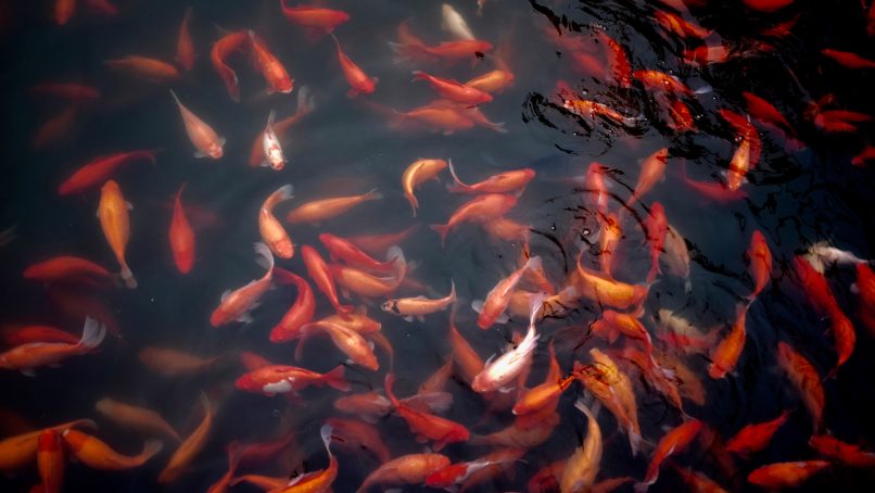 shoal of koi fish