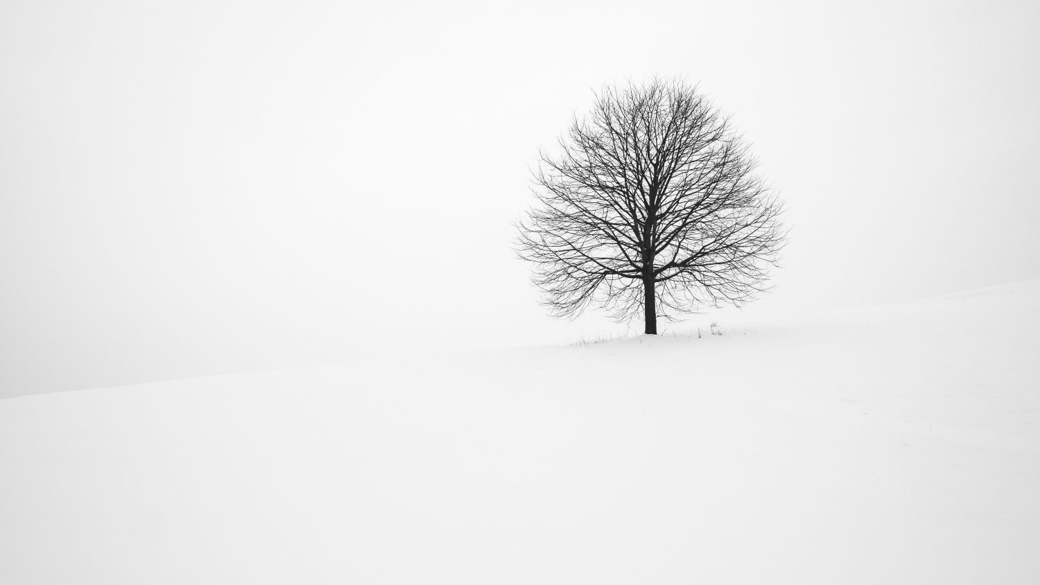 withered tree surrounded with snow during daytime