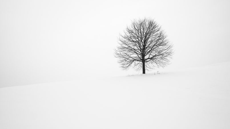 withered tree surrounded with snow during daytime