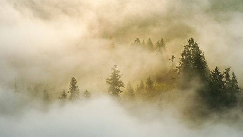 pine trees on forest