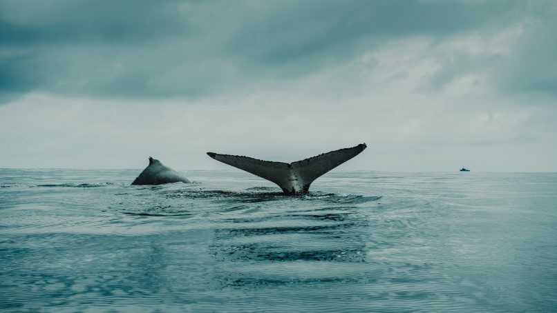 photo of fish during cloudy day