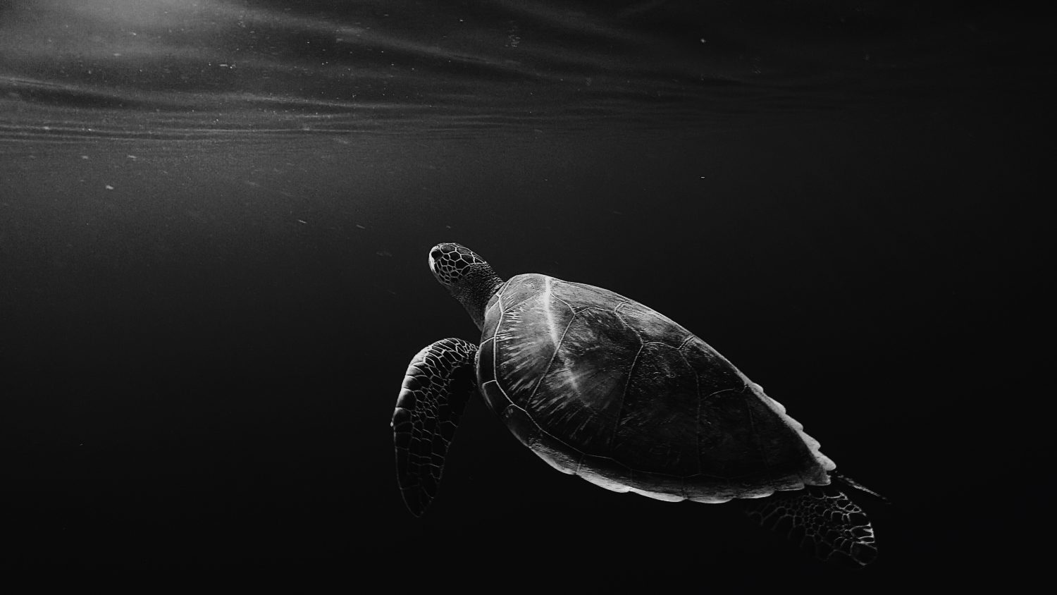 silhouette of sea turtle underwater