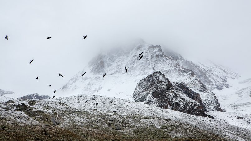 birds flying in the sky above snow covered mountain