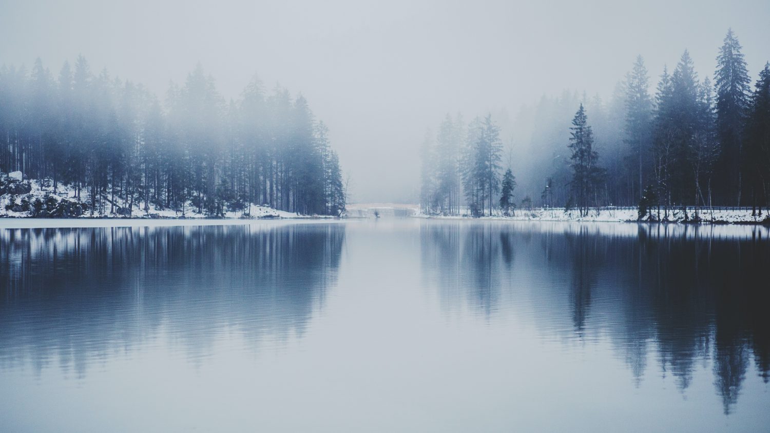 pine trees near water with fog