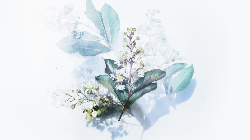 white flowering plant artwork