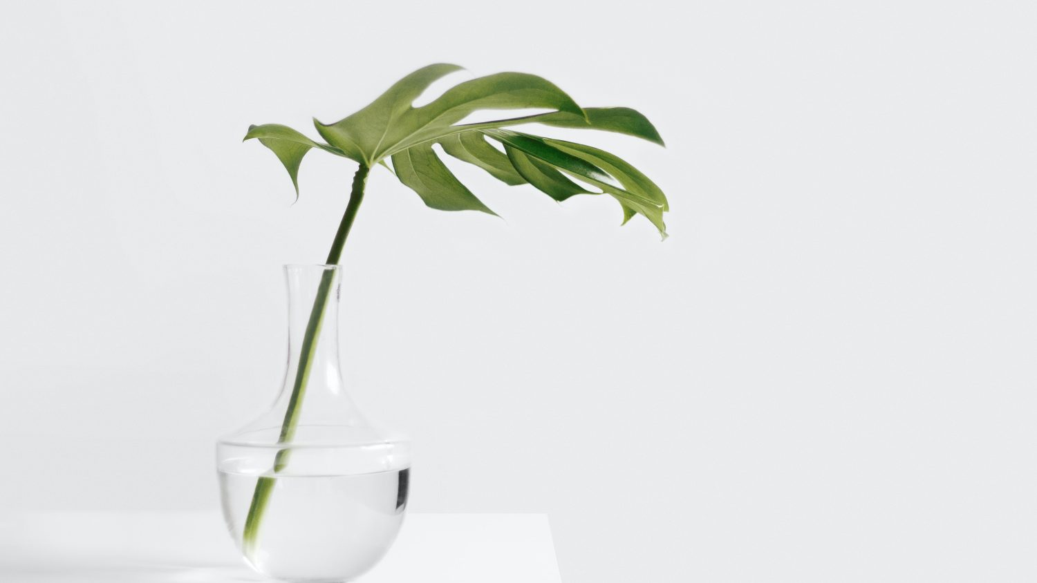 Cheese plant leaf in clear glass vase