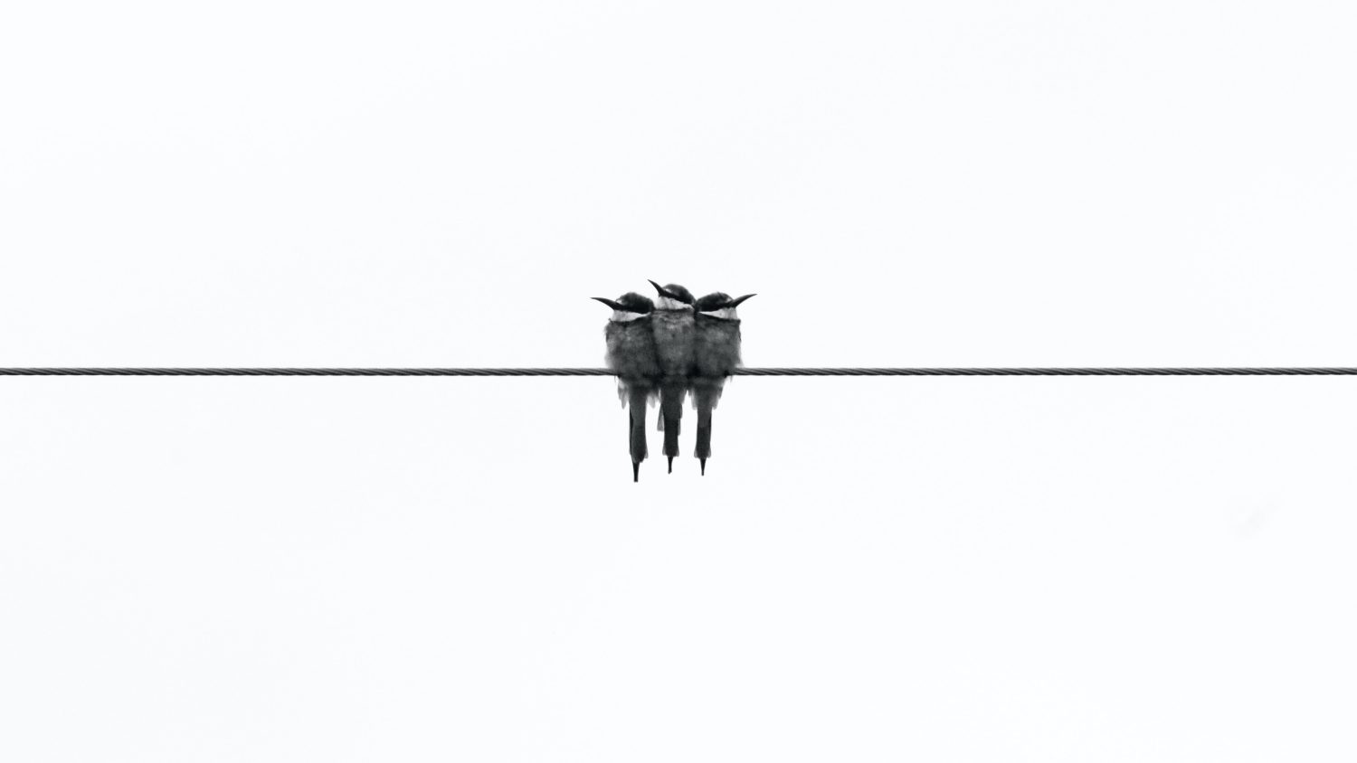 three gray kingfisher birds