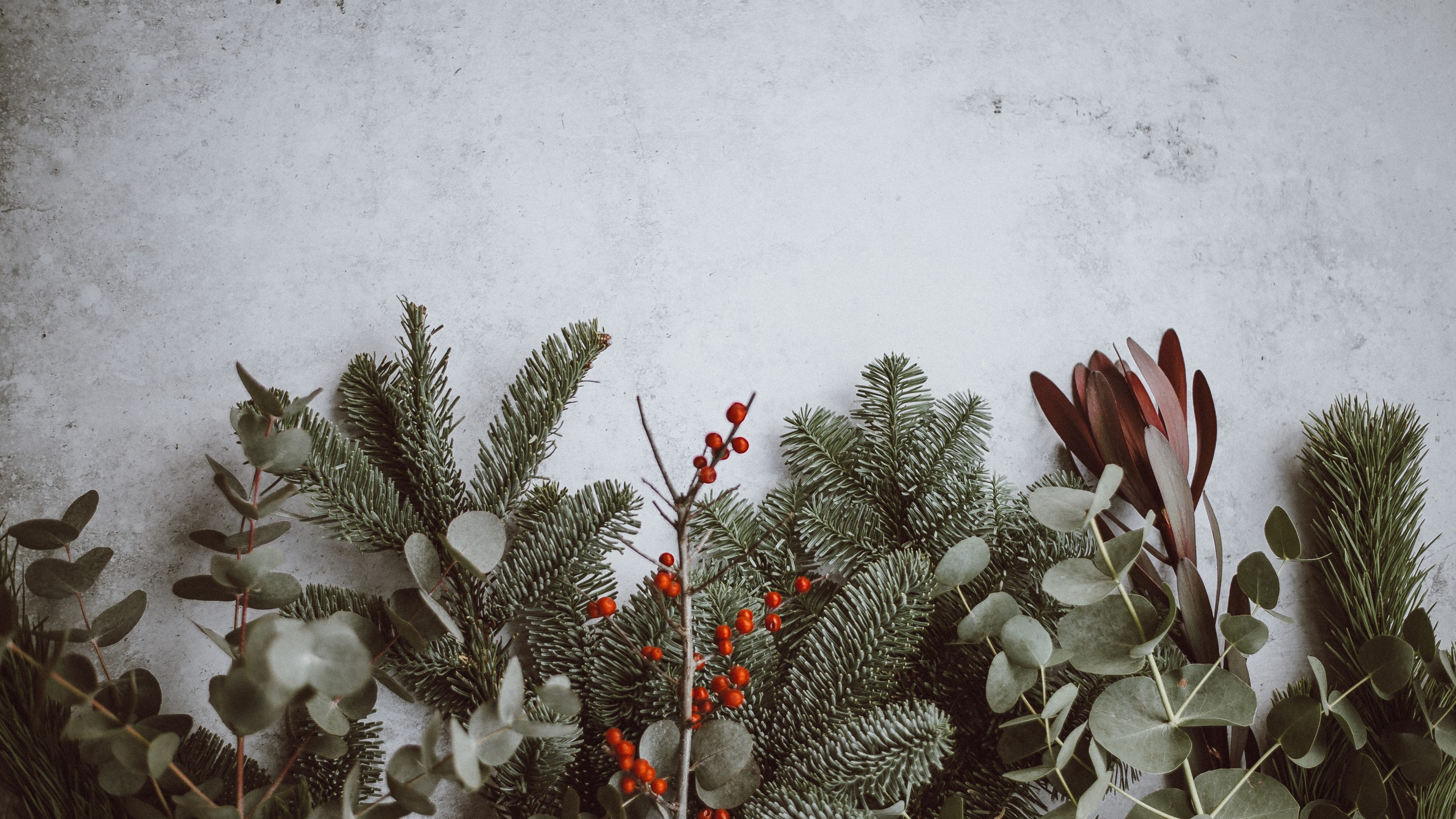 photo of green leafed plants