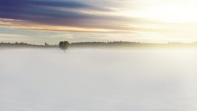 green tree in middle of fog under cloudy sky