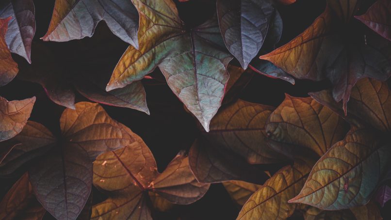 red and green leaves on black background