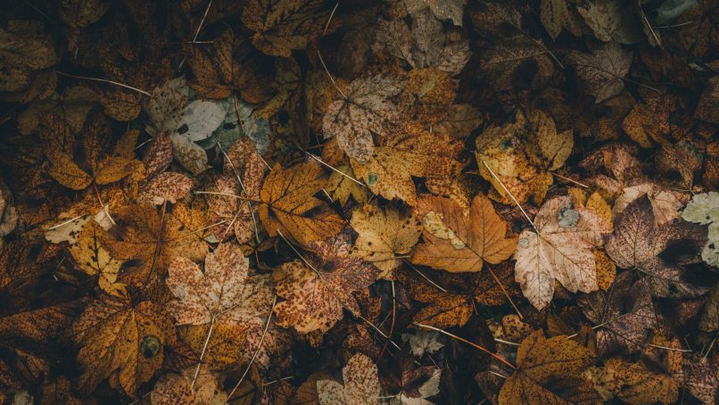 pile of brown maple leaves