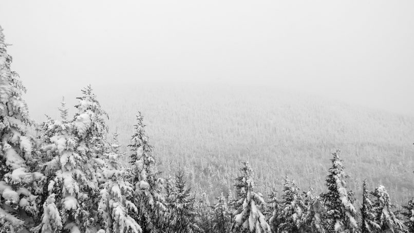 aerial photography of pine tree covered with snow