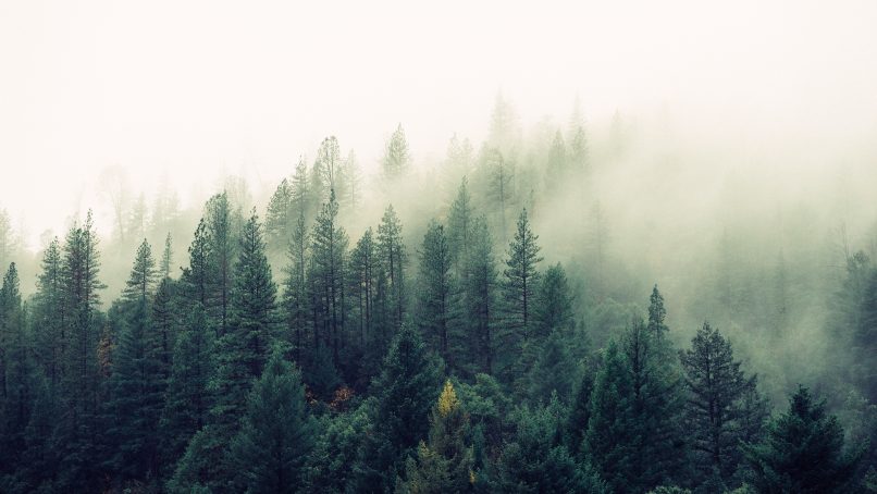 palm trees covered with fog