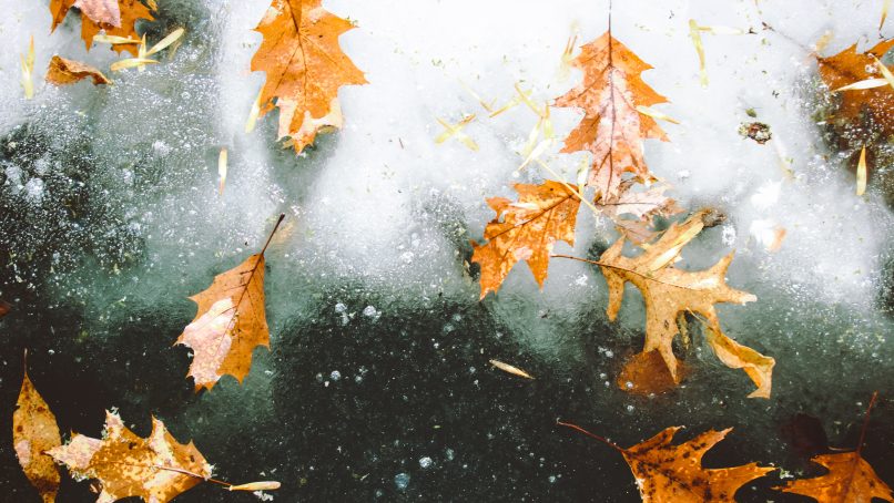 brown maple leaves on glass