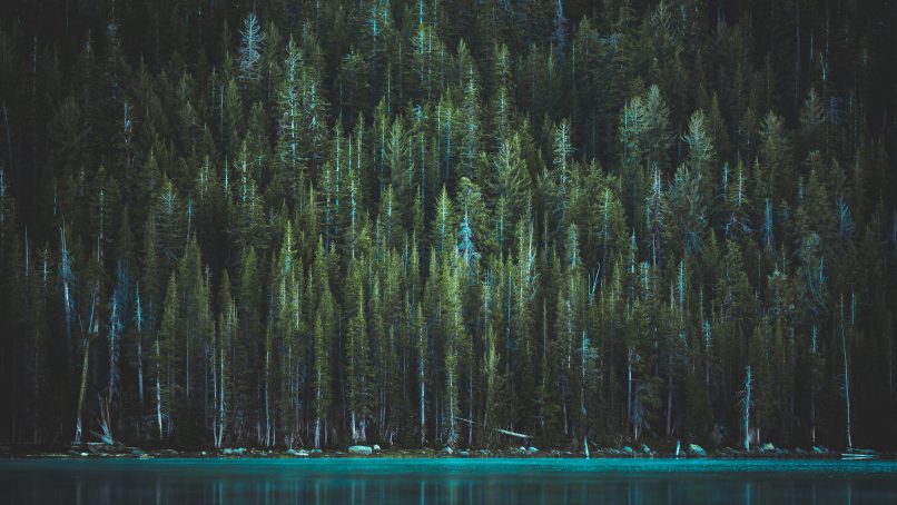 green pine trees near body of water