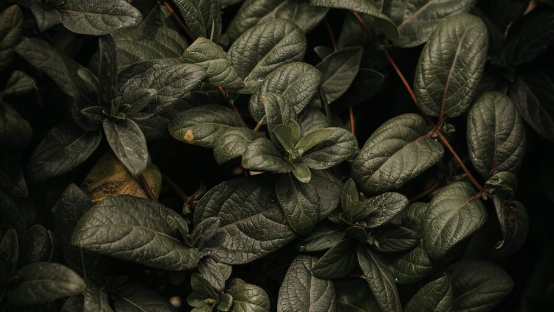 green and black leaves plant