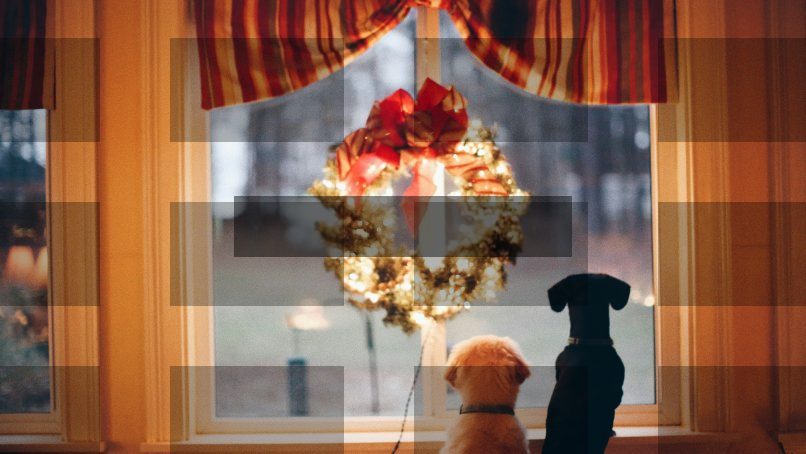 two dogs standing in front of window — Samsung Frame TV art