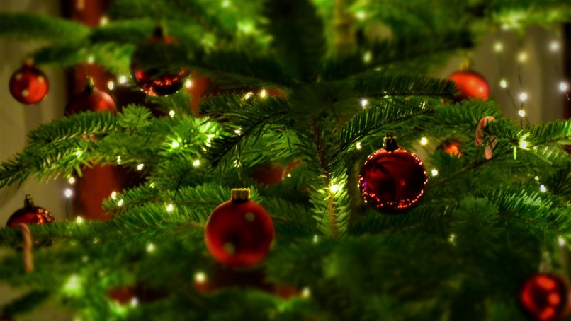 red baubles on green pine tree
