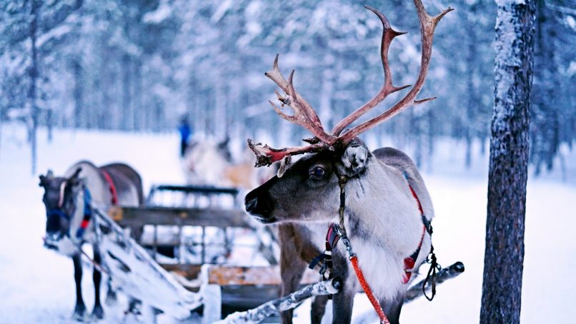 reindeer pulling sled