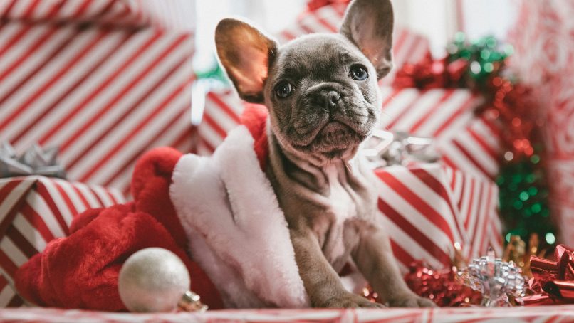brindle French bulldog puppy in Santa hat