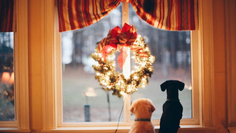 two dogs standing in front of window