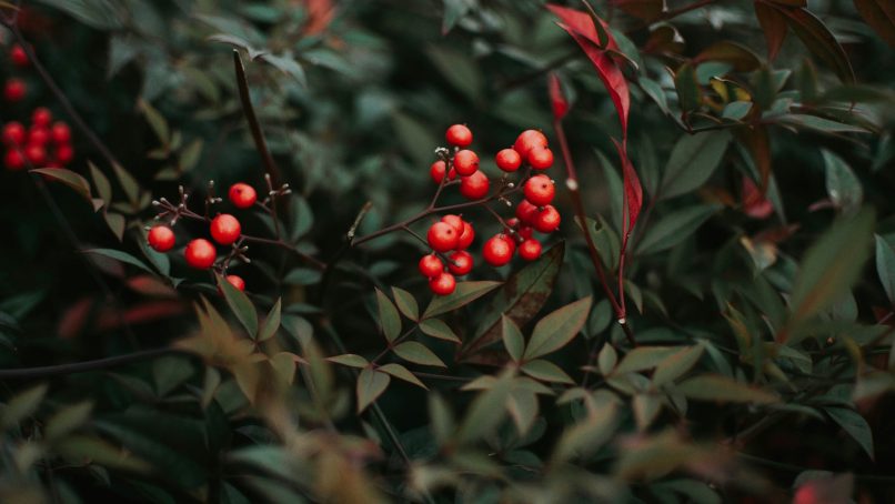 closeup photo of red cherries