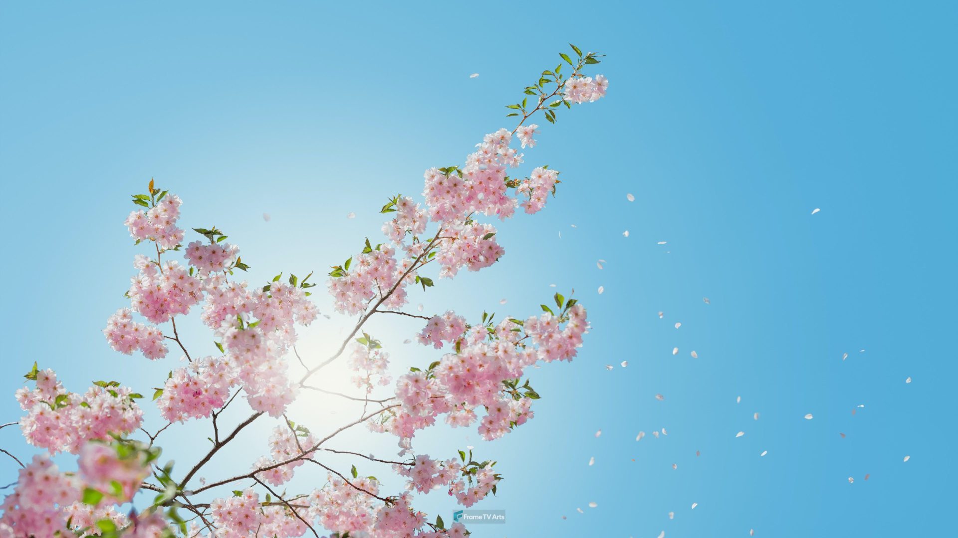 low angle of pink flowering tree — Samsung Frame TV art