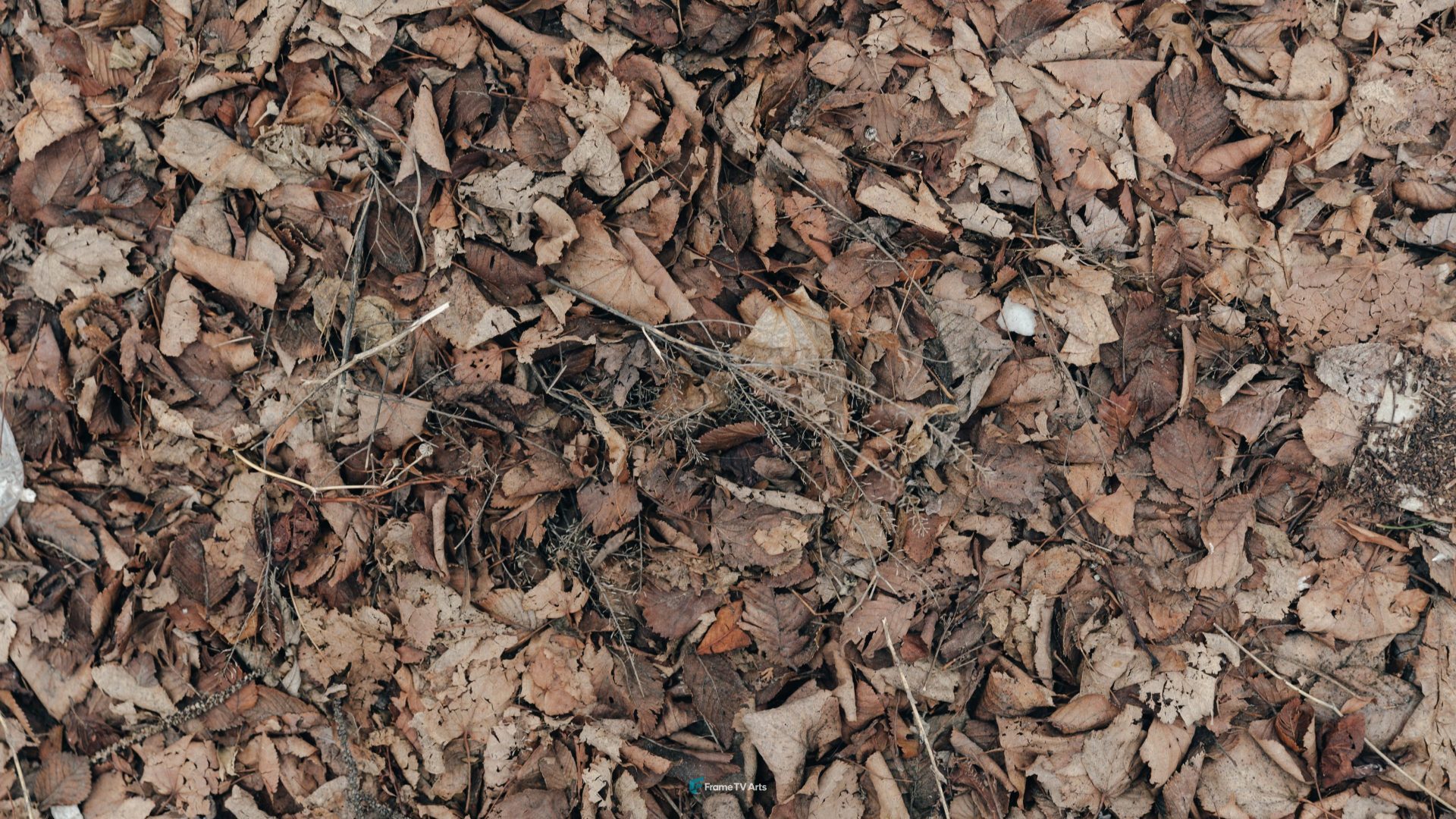 Dead leaves texture on the ground — Samsung Frame TV art