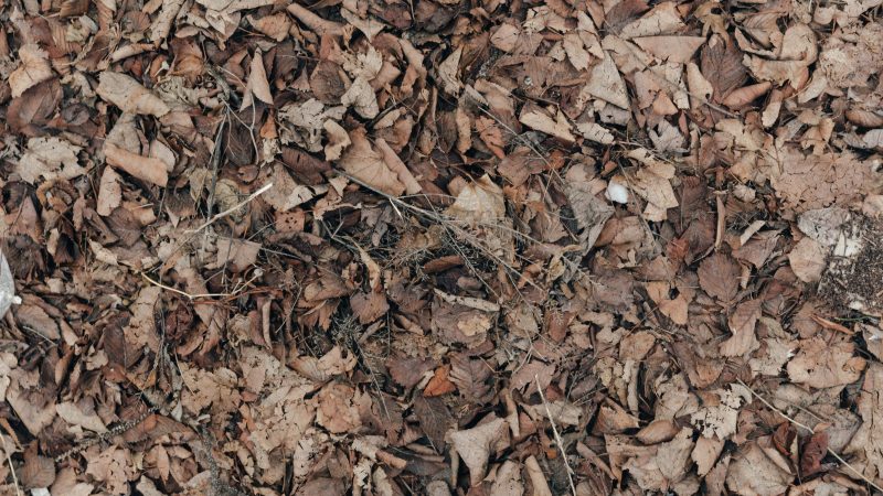 Dead leaves texture on the ground — Samsung Frame TV art