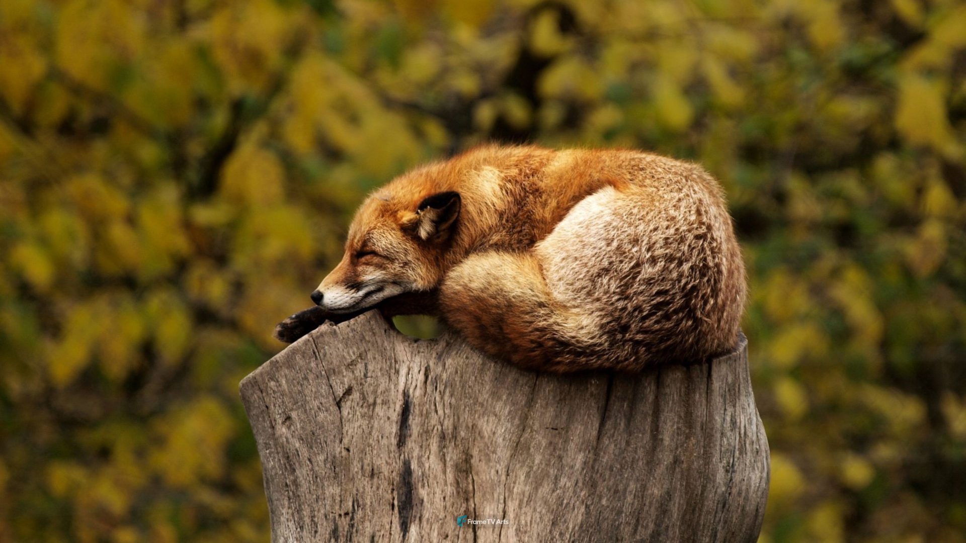 Sleeping Fox — Samsung Frame TV art