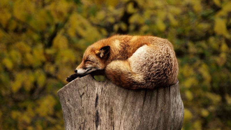 Sleeping Fox — Samsung Frame TV art