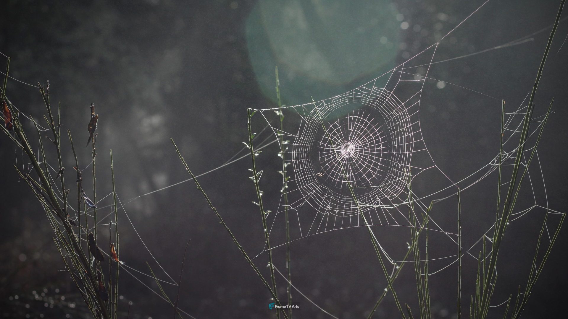 Spiderweb — Samsung Frame TV art