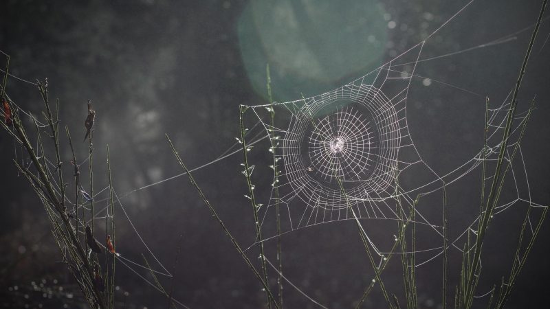 Spiderweb — Samsung Frame TV art