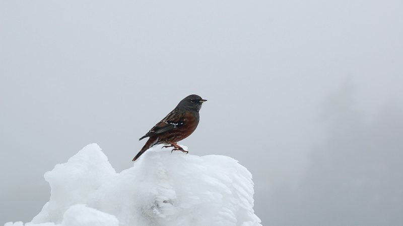 Bird on Snow — Samsung Frame TV art