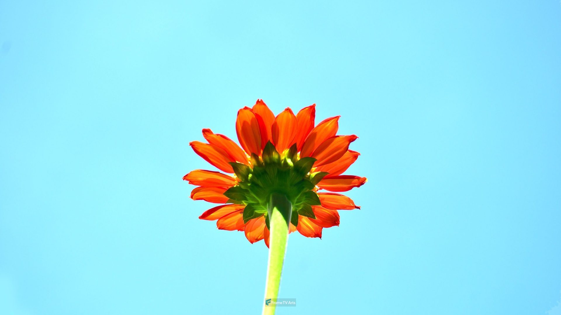 Orange Flower with Stem — Samsung Frame TV art
