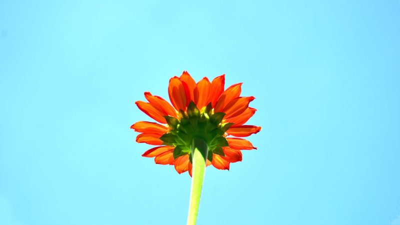 Orange Flower with Stem — Samsung Frame TV art