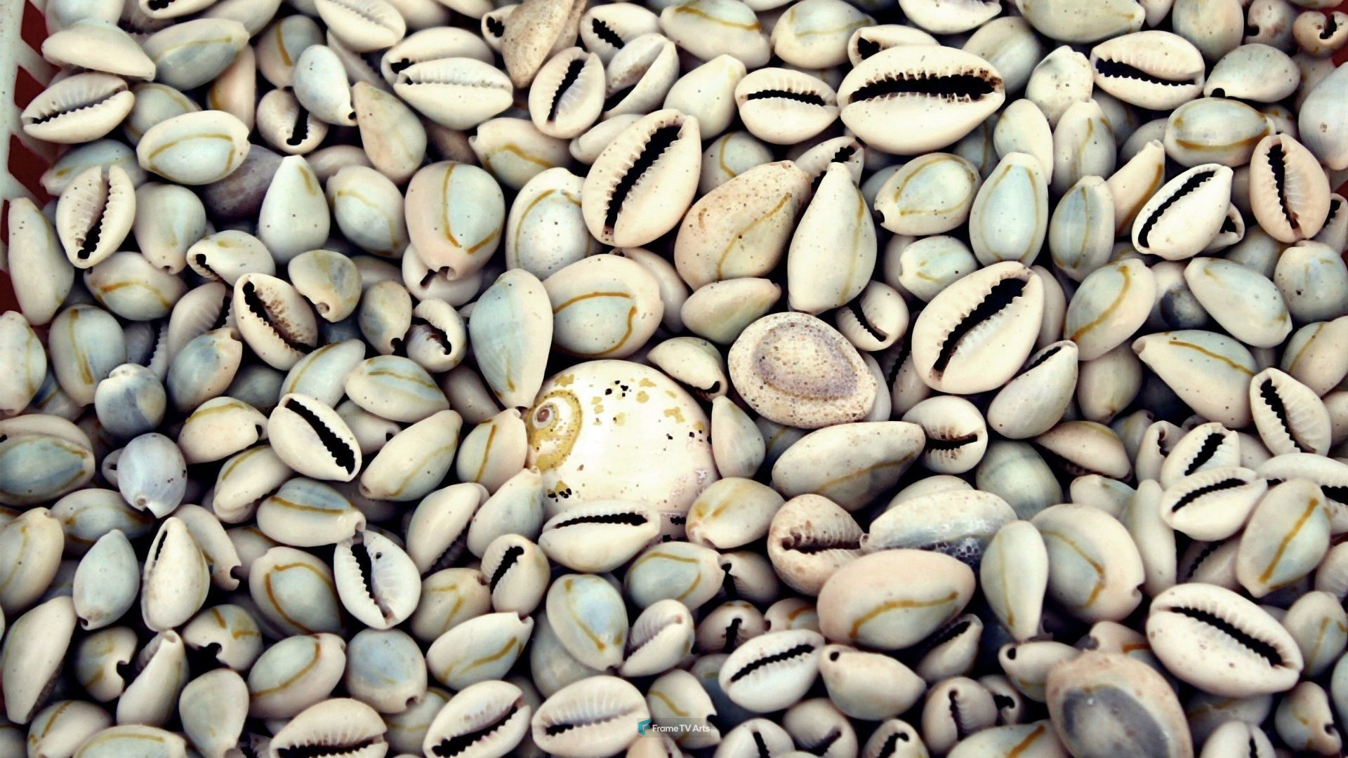 Beach Shells – Texture — Samsung Frame TV art