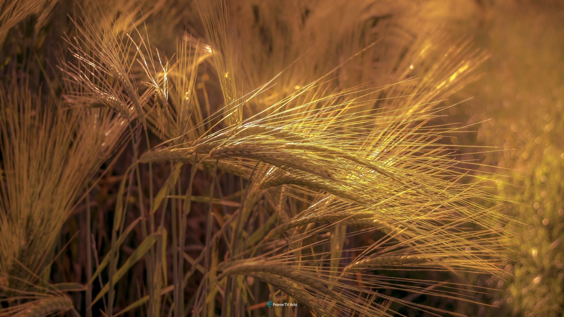 Yellow Wheat Field — Samsung Frame TV art