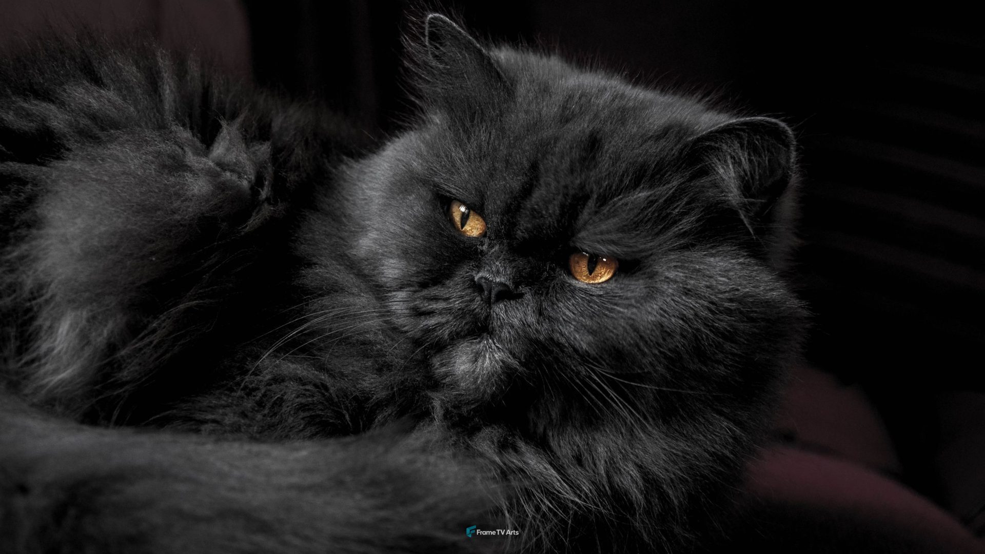 Black Cat — Samsung Frame TV art