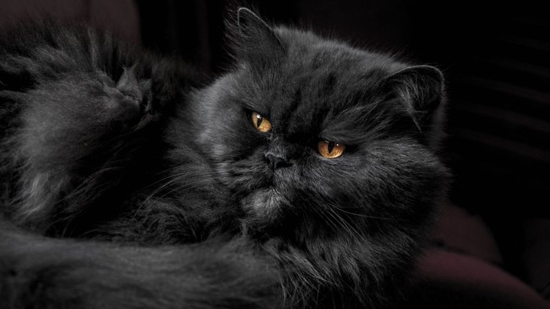 Black Cat — Samsung Frame TV art