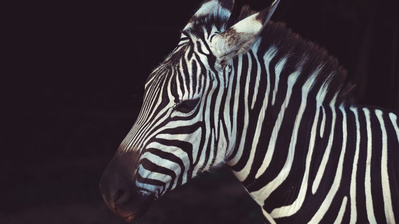Zebra on black background — Samsung Frame TV art