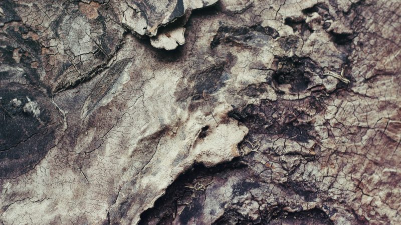 Tree Bark — Samsung Frame TV art