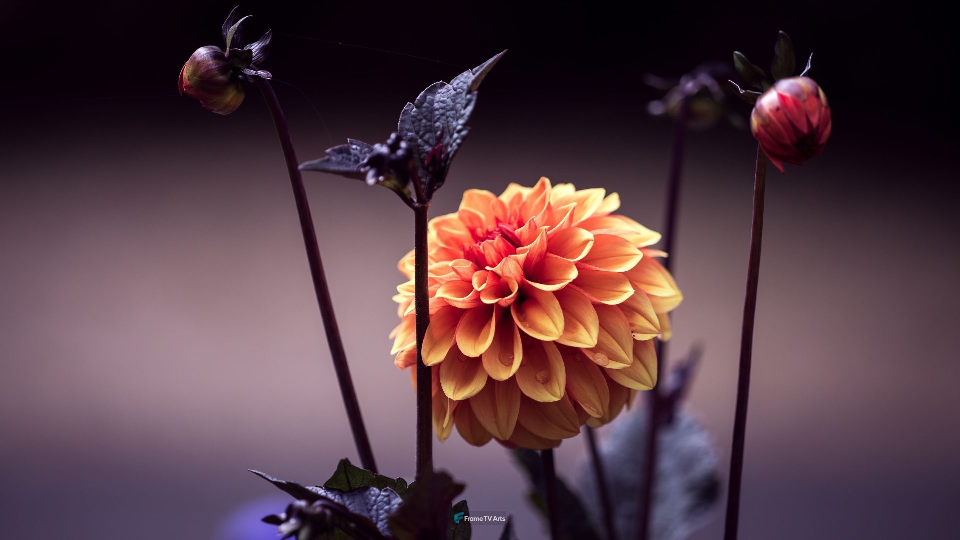Flower and Flower Buds — Samsung Frame TV art
