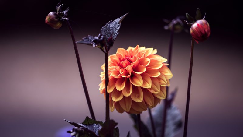 Flower and Flower Buds — Samsung Frame TV art